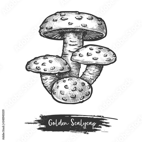 Golden scalycap or flame scalecap mushroom, vector