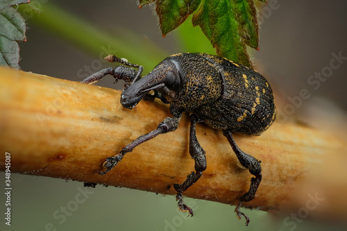 Bug. A beautiful very small cute black insect with orange spots poses for the camera on a branch. Macro shooting. High quality photography for websites, magazines and apps. © Владимир Соколов