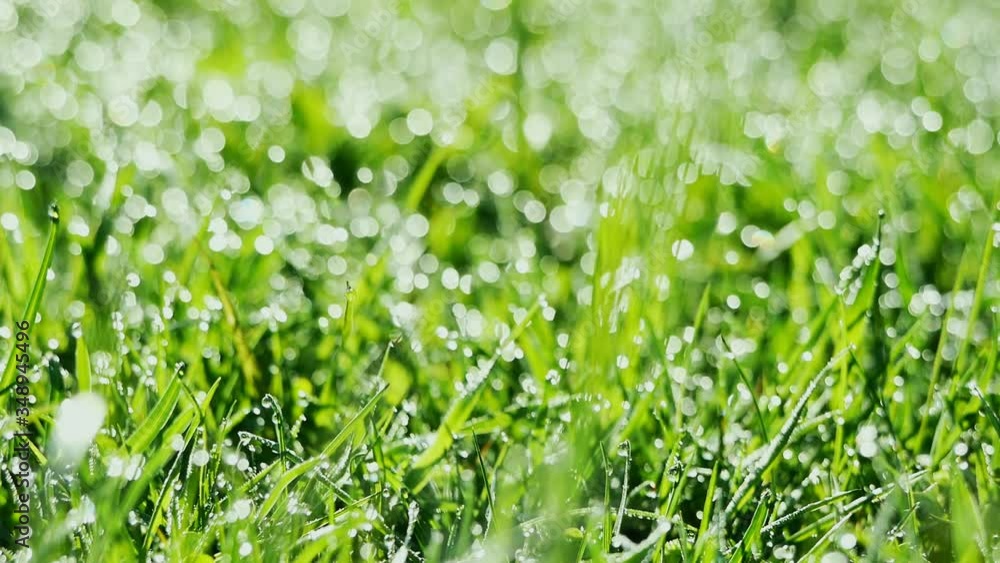 There is dew on the grass. Early morning in summer. Change the depth of field. Green bokeh. HD There is dew on the grass. Early morning in summer. Change the depth of field. Green bokeh. HD
