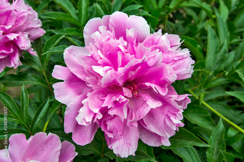 Peony flower