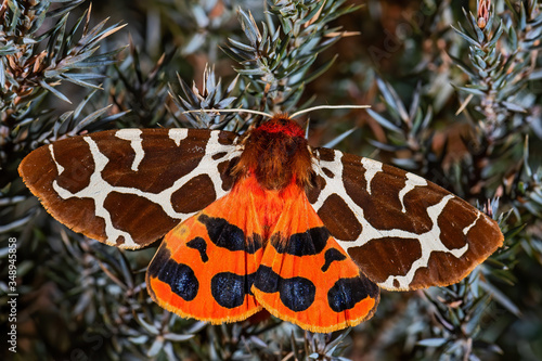 Garden Tiger moth - Arctia caja, beautiful colored moth from European forests and woodlands, Zlin, Czech Republic. photo