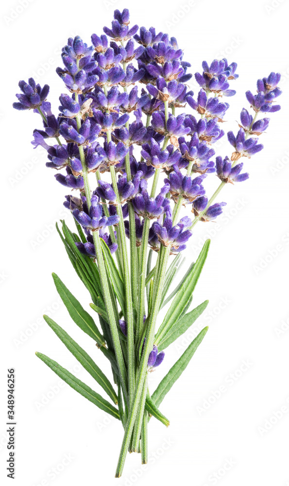 Bunch of lavandula or lavender flowers on white background. Bunch of lavandula or lavender flowers on white background.