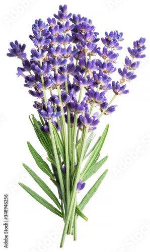 Bunch of lavandula or lavender flowers on white background.