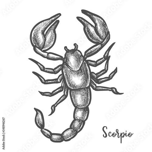 Scorpion sketch or hand drawn scorpio zodiac sign