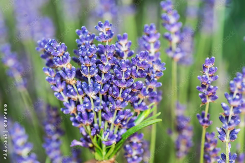 Obraz premium Bunch of fresh lavandula in man's hand. Field of young lavender flowering plants at the background.