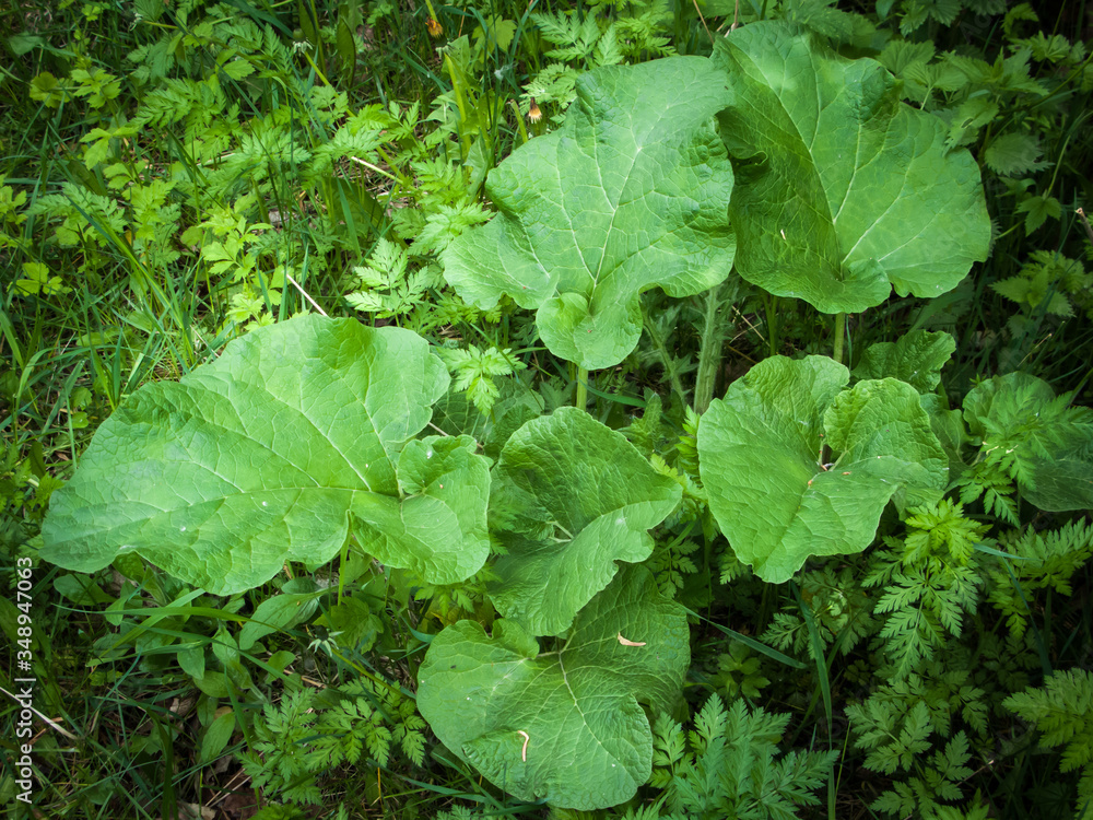 spring medicinal plants, burdock closeup spring medicinal plants, burdock closeup
