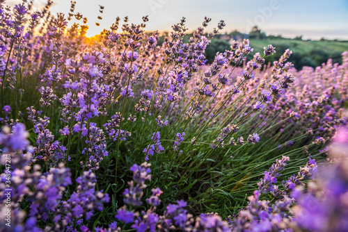 Kolorowy kwiatonośny lawendowy lub lawendowy pole w jutrzenkowym świetle.