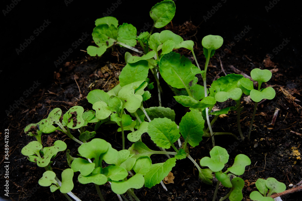Sprout of a small radish plant on the ground. Sprout of a small radish plant on the ground.