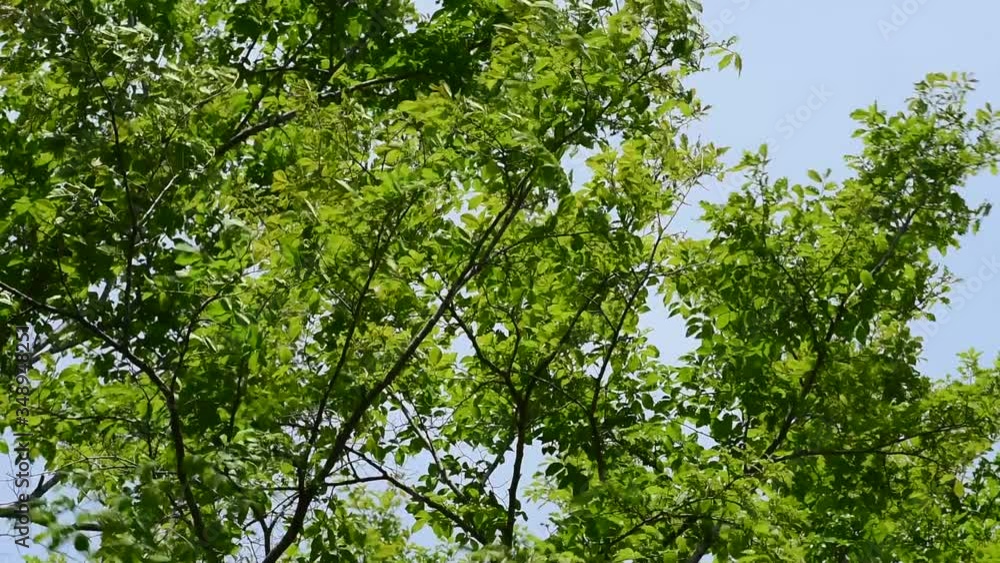 風になびく樹木と青空 風になびく樹木と青空