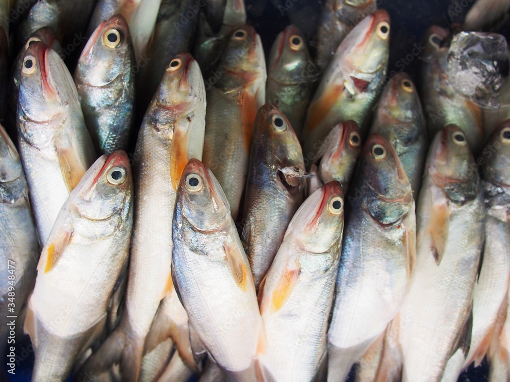 The snapper fish in gulf of Thailand The snapper fish in gulf of Thailand