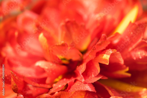 orange red flower.Nature and flowers. orange red tulip. Summer card. Macro background