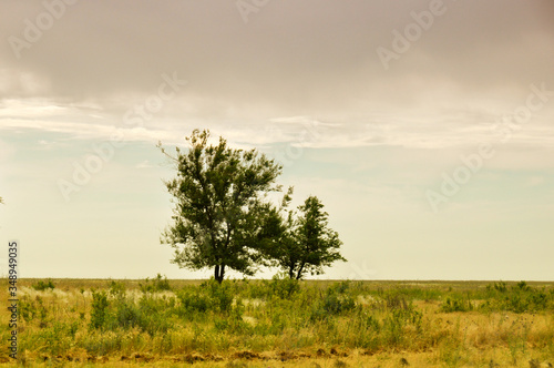 lonely tree in the steppe