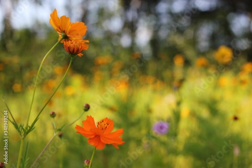 Orange Flowers in a Field of Wildflowers