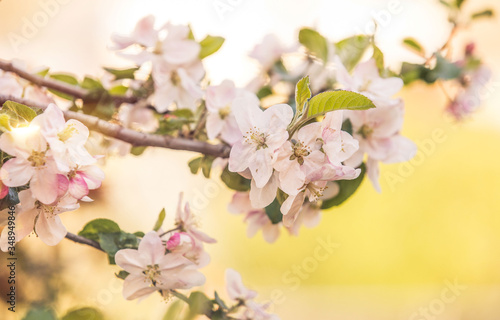 Apple flowers in bloom spring background © 2207918
