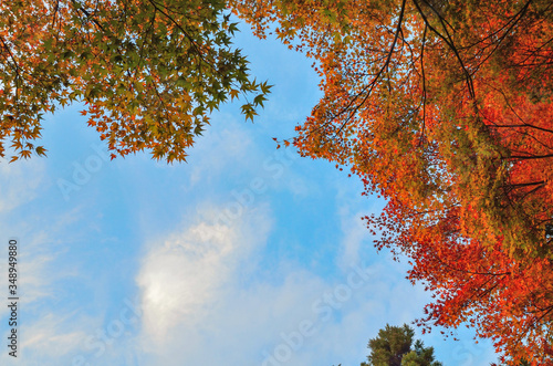 秋空