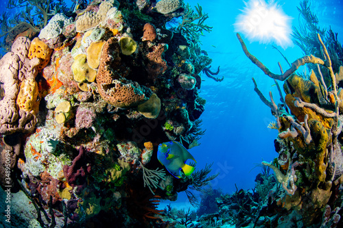 Fotografija Corais Marinhos no caribe
