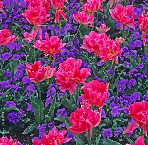 Tulipa    Upstar    with blue violas close up in a flower border