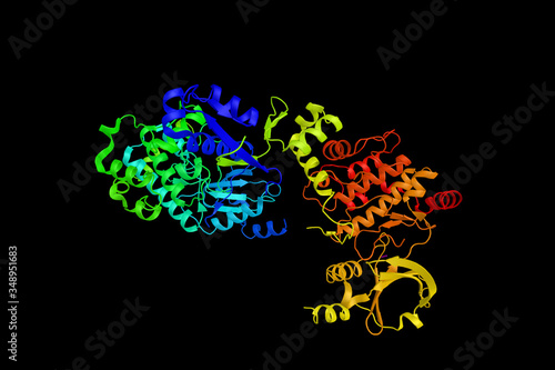 PAK 1, an enzyme which regulates cytoskeleton remodeling, phenotypic signaling and gene expression, and affects a wide variety of cellular processes. 3d rendering photo
