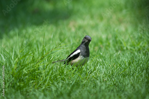 The Oriental Magpie Robin