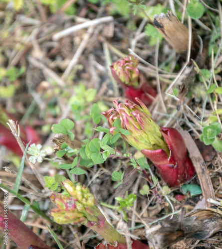 Obraz na plátně Peonies beginning to sprout is a sure sign that spring has arrived in southwest Missouri