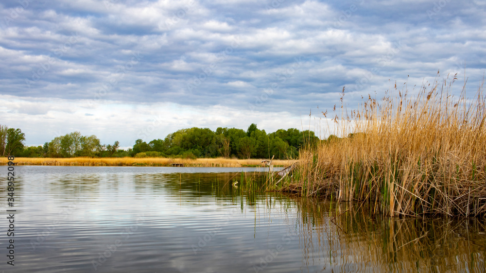 Beautiful landscape with a large lake overgrown with reeds on a cloudy day with heavy blue clouds