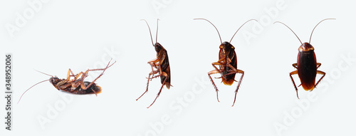 Dead cockroaches in many perspectives isolated on white