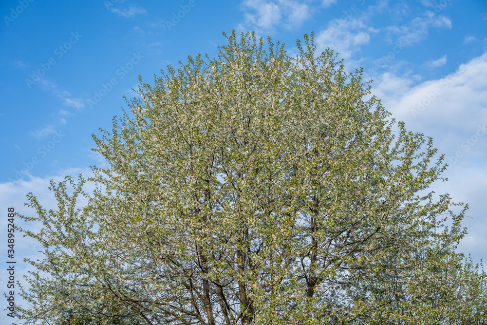 Crwon of wild cherry tree in full blossoming Crwon of wild cherry tree in full blossoming