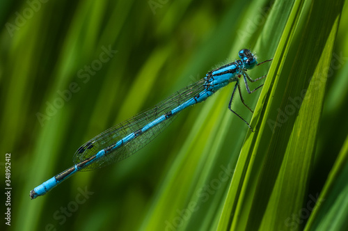 Bluet skimmer dragonfly perched on reeds
