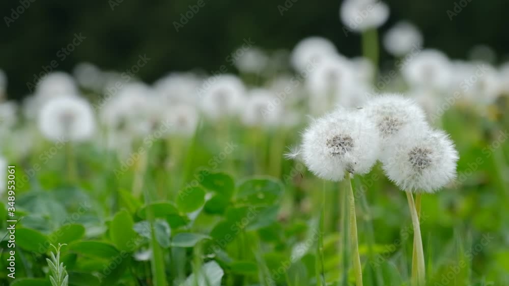 Dandelion seeds floating in slow motion over a meadow Dandelion seeds floating in slow motion over a meadow