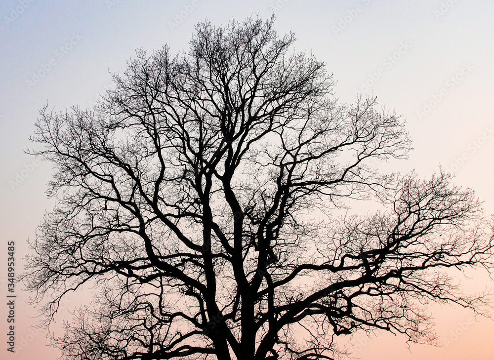 Silhouette of tree without leaves in twilight background. Color gradient after sunset.                    