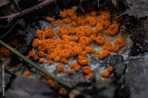 Byssonectria fusispora is a species of apothecial fungus belonging to the family Pyronemataceae. 