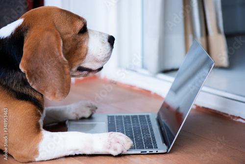 Beagle dogs work in the office at the computer. Concentrate and look at the screen