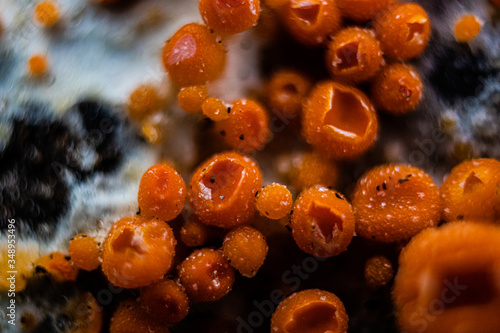 Byssonectria fusispora is a species of apothecial fungus belonging to the family Pyronemataceae. 