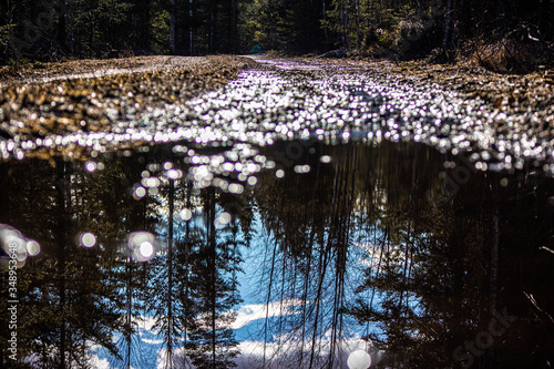 The forest is reflected in a puddle on the road