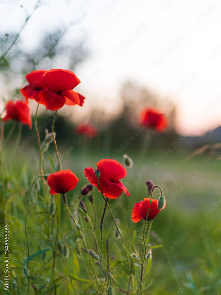 Obraz premium Red poppy flowers at beautiful sunset, rural summer view