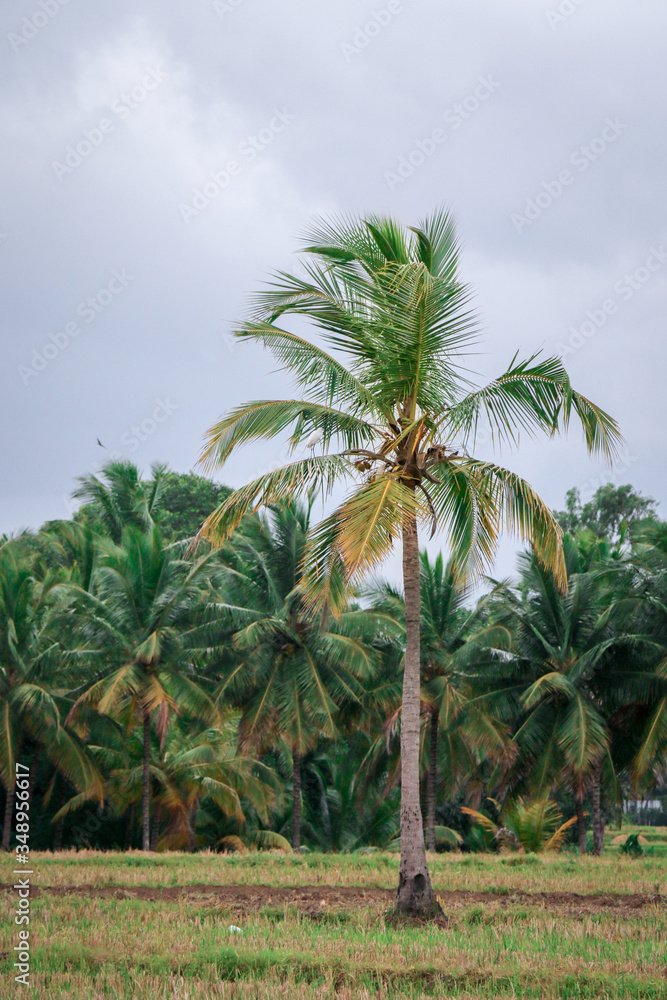 Green Isolated in a field with lonely coconut tree 