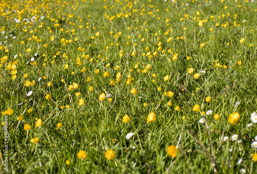 field of fresh spring buttercups 