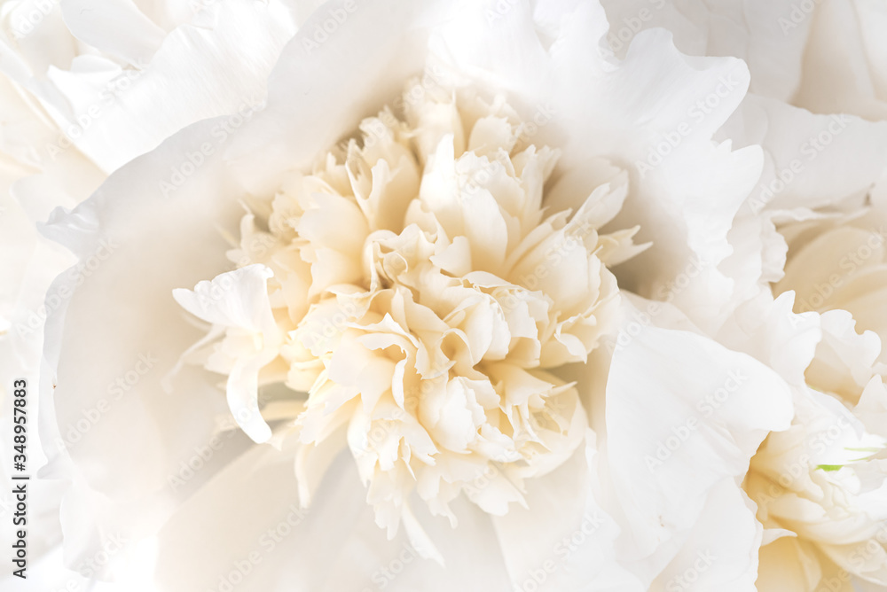 White peony bouquet White peony bouquet