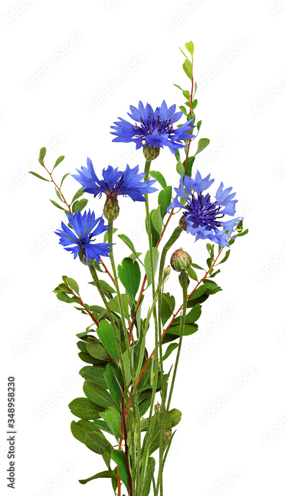 Obraz premium Blue knapweed flowers and green twigs in a small bouquet