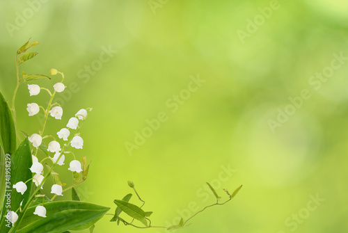 Lily of the valley flowers ...