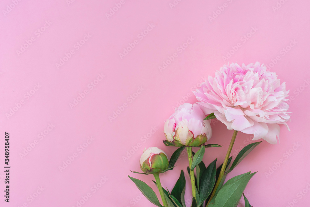 Background with three pink peonies with copy space on the left