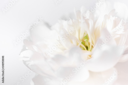 White peony macro