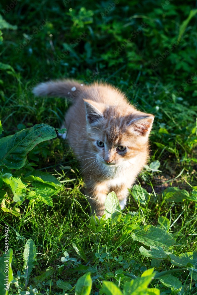 Red kitten walks on the street in the green grass