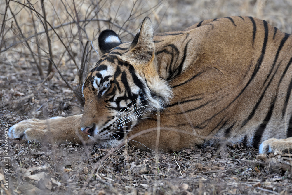 Obraz premium Bengal tiger in the wild