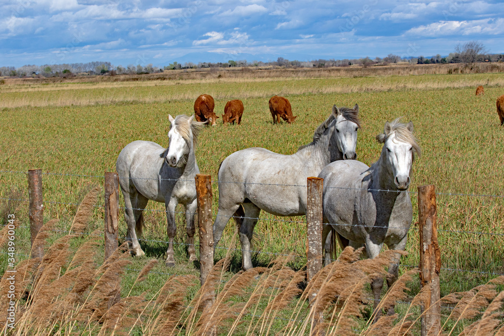Fototapeta premium Elevage en Camargue