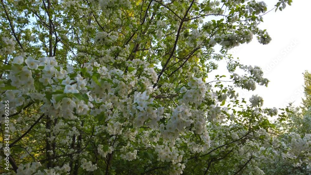 Beautiful white apple blossoms on fruit trees in spring sunny garden. Beautiful white apple blossoms on fruit trees in spring sunny garden.