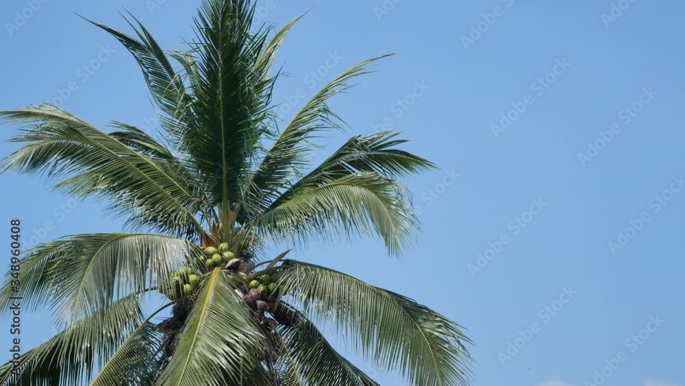 POV to palm tree/ coconut tree with background of clear blue sky in summer daytime with wind blowing near beach area in Phuket,Thailand POV to palm tree/ coconut tree with background of clear blue sky in summer daytime with wind blowing near beach area in Phuket,Thailand