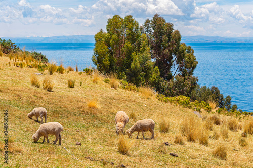 Sheep grazing on Isla Taquile Island in an indigenous Quechua village with a view over the Titicaca Lake, Peru. photo