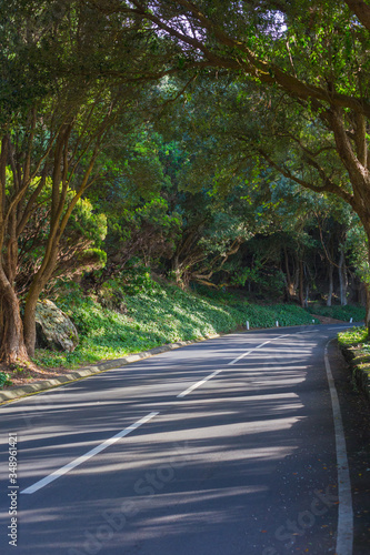 The road in the forest near Vigia das Baleias. Terceira, Azores. Portugal photo