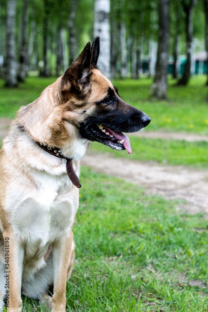 A German shepherd on the street, among the trees, saw something in the distance, and looks surprised